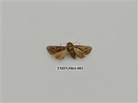 藏品(夜蛾817)的圖片